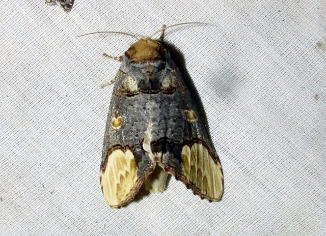 Phalera bucephaloides - magyar púposszövő