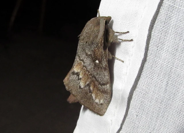 Dendrolimus pini - fenyőpohók