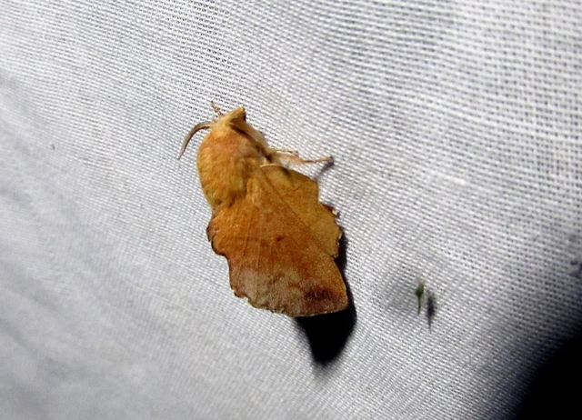 Phyllodesma tremulifolia - nyárlevélpohók