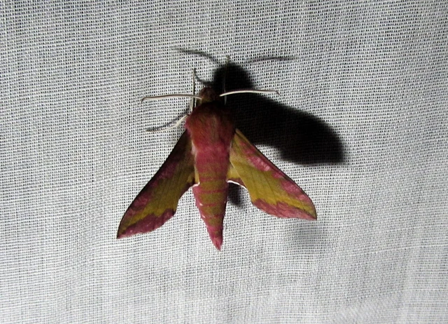 Deilephila porcellus - piros szender