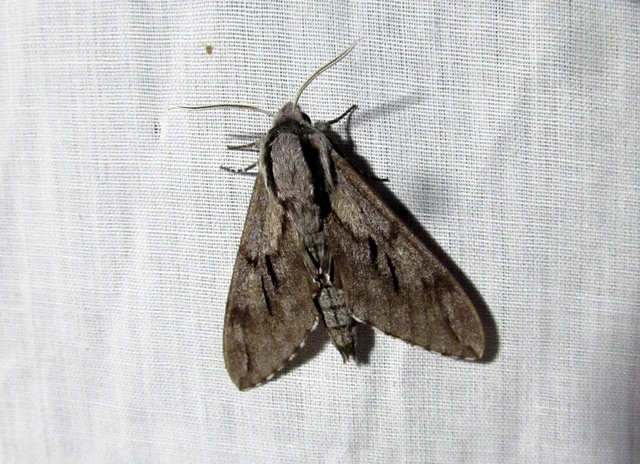 Hyloicus pinastri - fenyőszender