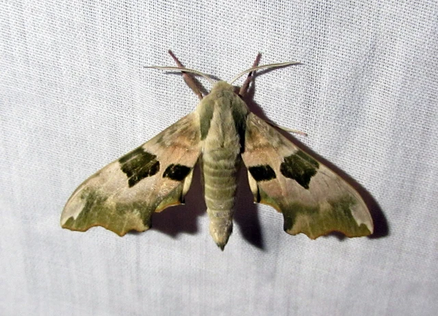 Mimas tiliae - hársfaszender