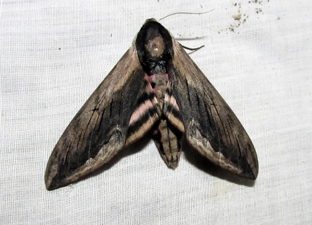 Sphinx ligustri - fagyalszender