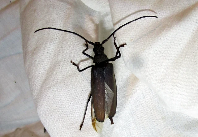 Aegosoma scabricorne - diófacincér