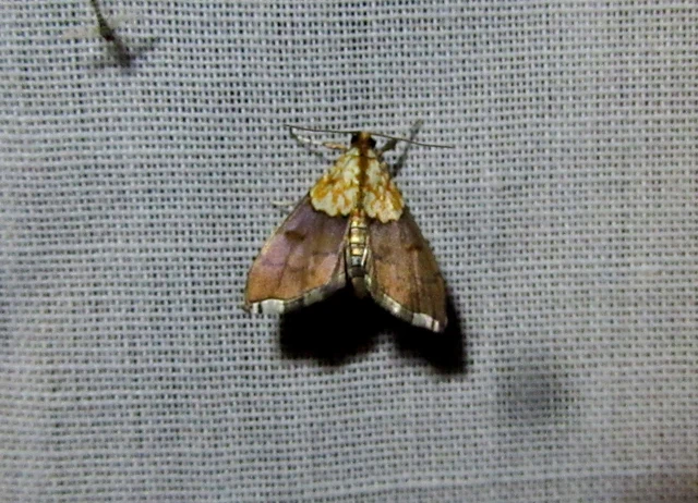 Agrotera nemoralis - ligeti tűzmoly