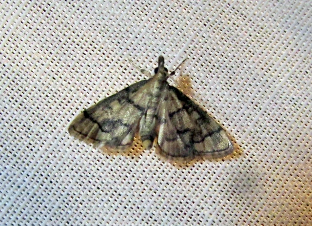 Metasia ophialis - kígyósávos tűzmoly