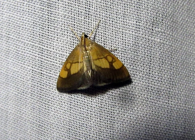 Evergestis limbata - közönséges dudvamoly