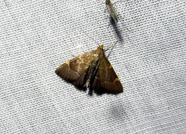 Hypsopygia glaucinalis - rezes fényilonca