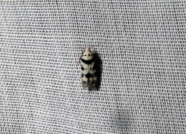 Pseudotelphusa scalella - moharágó sarlósmoly