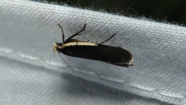 fehérvállú sarlósmoly - Nothris lemniscellus