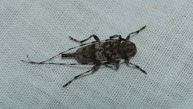 Acanthocinus griseus - szürke daliáscincér