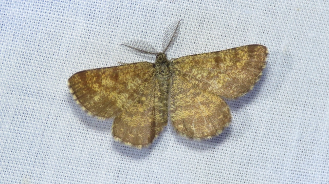 Ematurga atomaria - barna rétiaraszoló