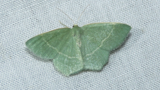 üdezöld araszoló - Chlorissa viridata