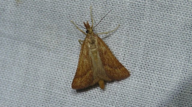Synaphe punctalis - hosszúlábú fényilonca
