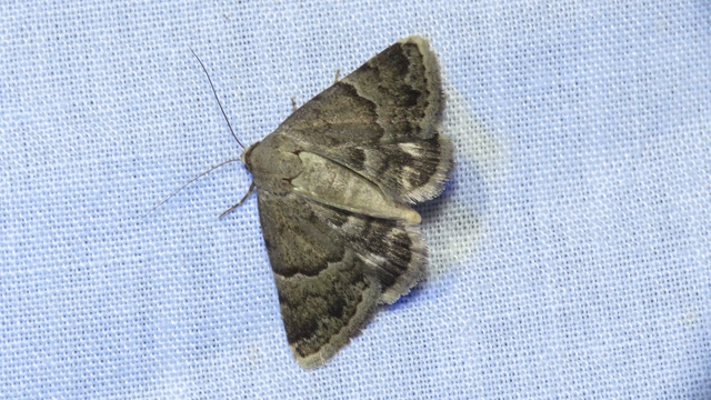 réti törpebagoly - Odice arcuinna