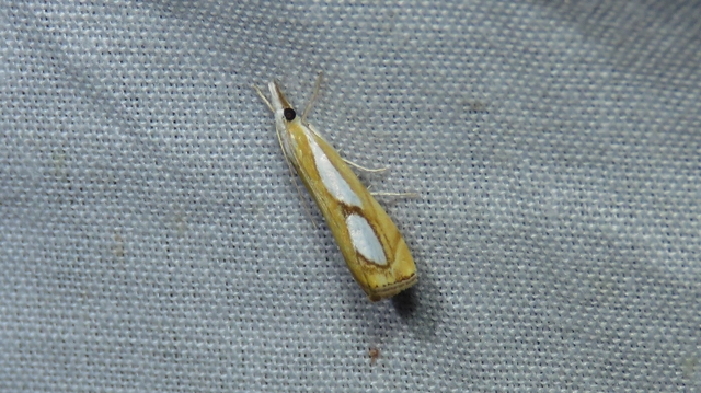 Catoptria pinella - ezüstös fűgyökérmoly