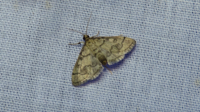 Metasia ophialis - kígyósávos tűzmoly
