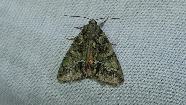 Polyphaenis sericata - selyemfényű erdeibagoly