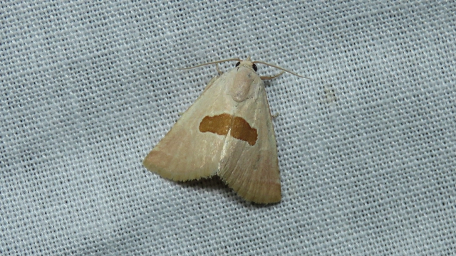 pajzstetűfaló bagoly - Calymma communimacula