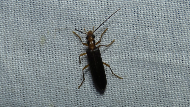 Nacerdes carniolica - karnóliai álcincér