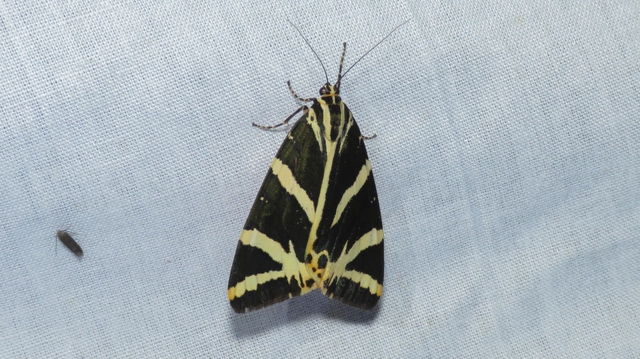 Euplagia quadripunctaria - csíkos medvelepke