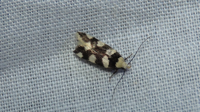 sóskafamoly - Pseudotelphusa tessella