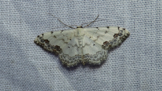 tarka fehéraraszoló - Scopula decorata