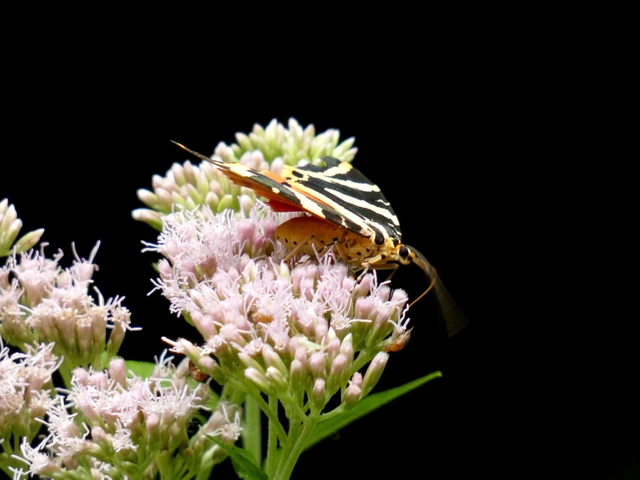 Euplagia quadripunctaria - csíkos medvelepke