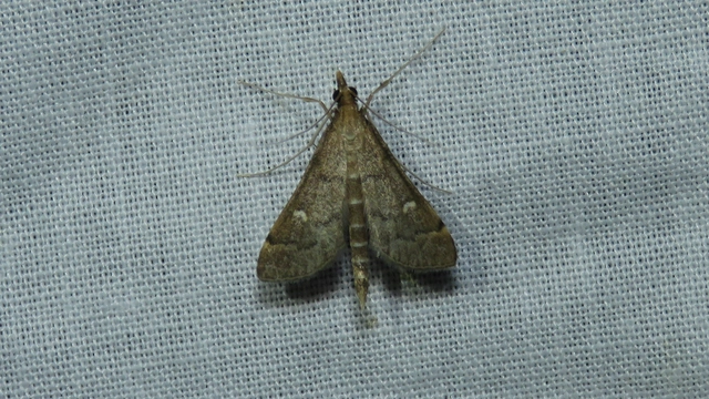 Dolicharthria punctalis - hosszúlábú tűzmoly