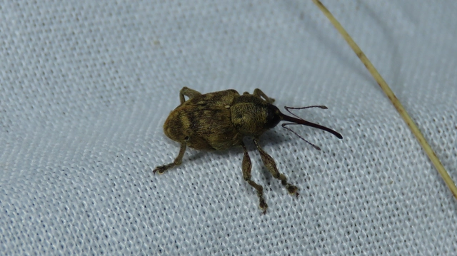 Curculio venosus - tarajos zsuzsóka