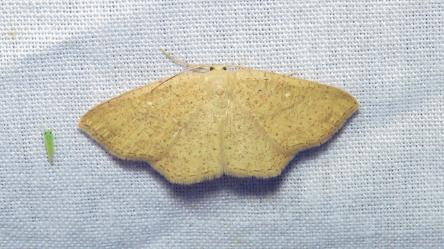 Cyclophora ruficiliaria - vörösrojtú pettyesaraszoló
