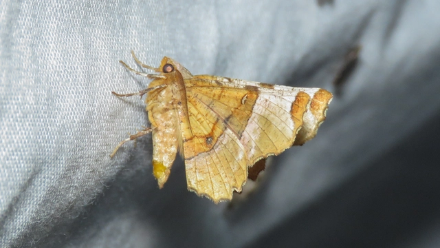 Selenia lunularia - egyfoltos holdasaraszoló