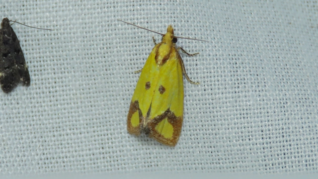 Agapeta zoegana - barnacsíkos sárgamoly