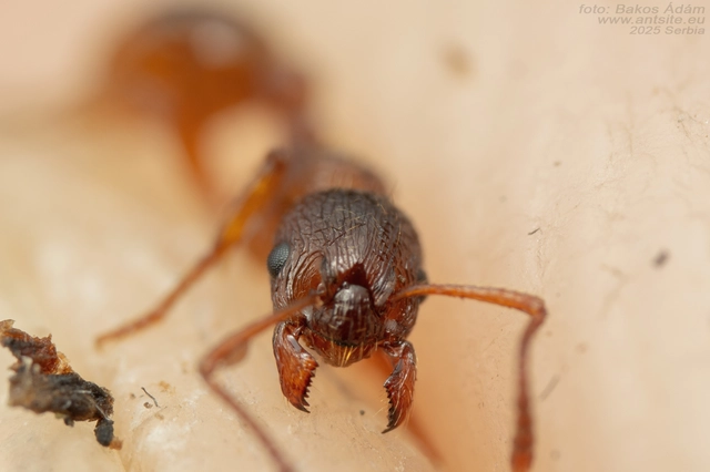 Myrmica ruginodis - erdei bütyköshangya