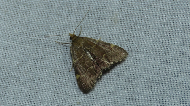 rezes fényilonca - Hypsopygia glaucinalis