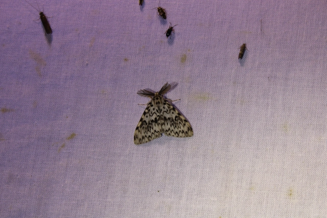 Lymantria monacha - apácalepke