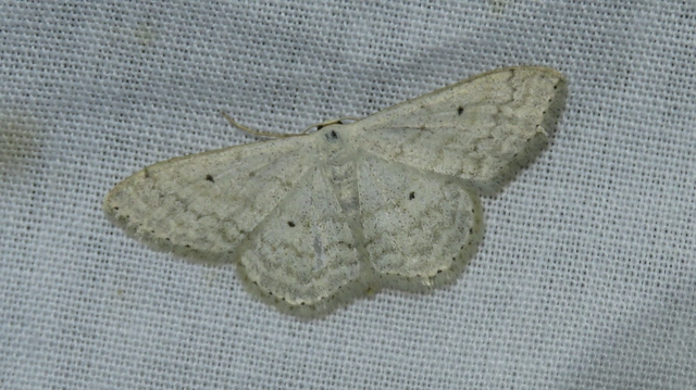hamvas sávosaraszoló - Scopula incanata