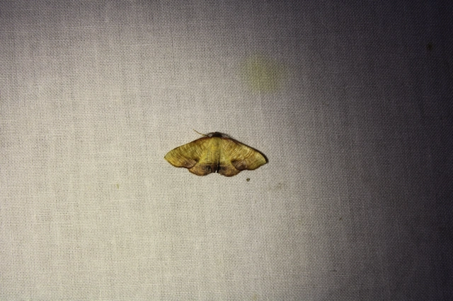 Plagodis dolabraria - baltaszárnyú araszoló