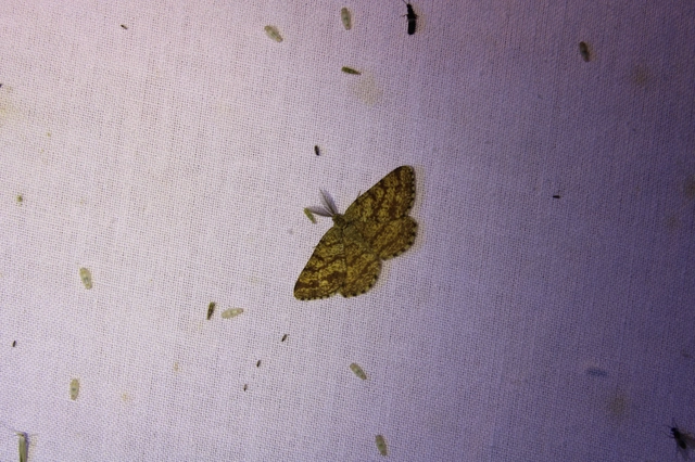 Ematurga atomaria - barna rétiaraszoló