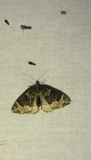 Ecliptopera silaceata - barna tarkaaraszoló