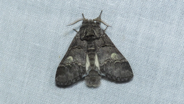 Drymonia querna - tölgyfa-púposszövő