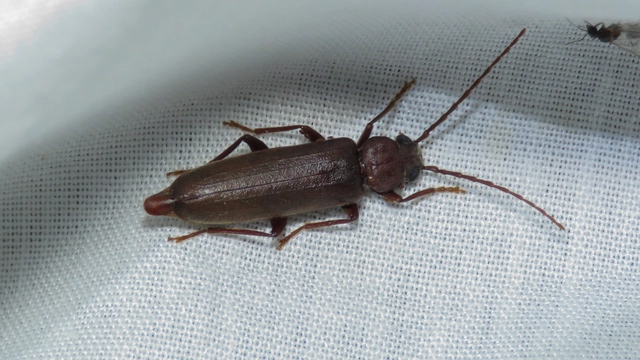 Arhopalus rusticus - gödrösnyakú cincér
