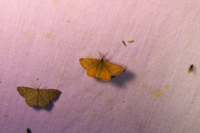 Lythria purpuraria - bíborsávos araszoló