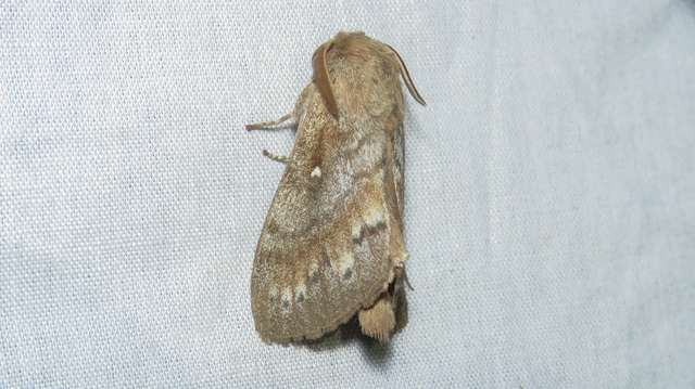 Dendrolimus pini - fenyőpohók
