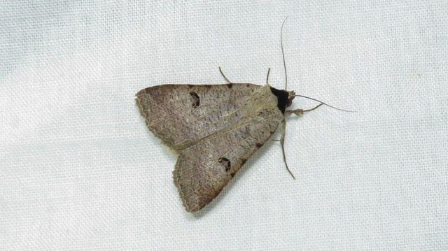 Lygephila craccae - gyakori csüdfűbagoly