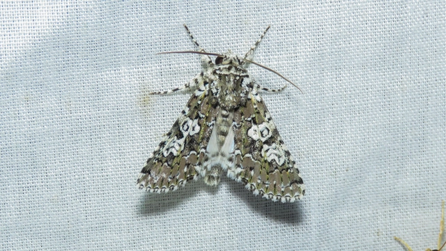 Lamprosticta culta - hármasfoltú bagoly