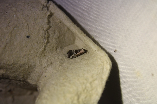 Hapalotis venustula - rózsaszínű mázasbagoly