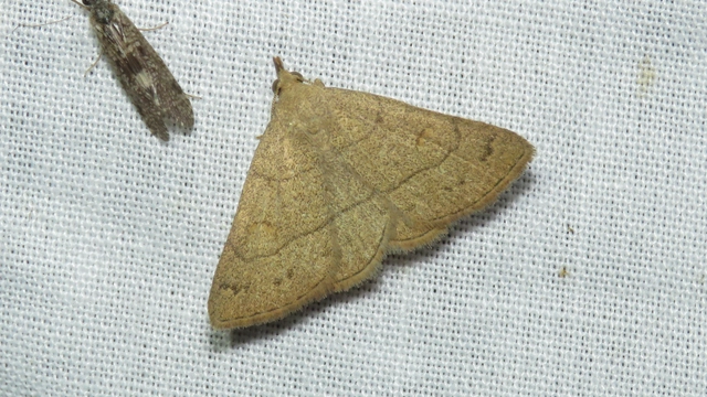 Paracolax tristalis - sárgás karcsúbagoly