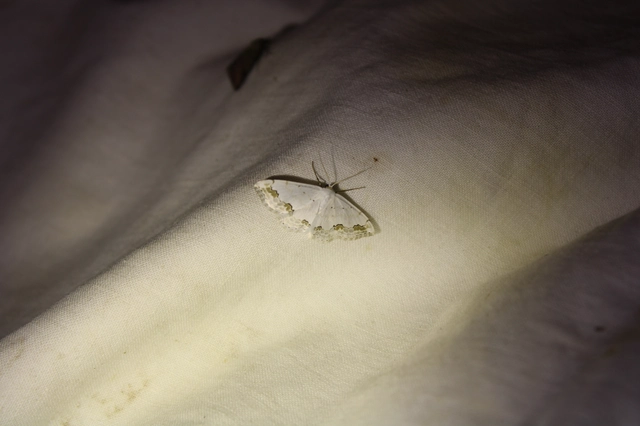 Scopula ornata - díszes fehéraraszoló