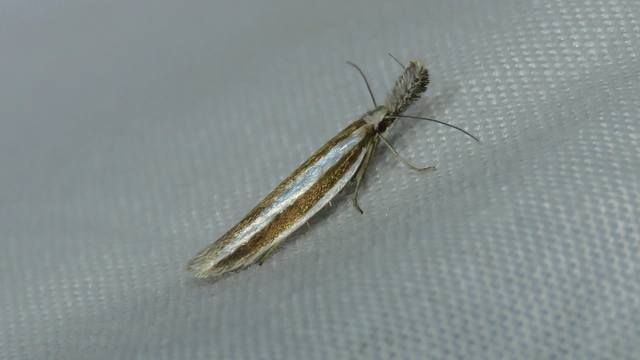 Microlepidoptera - Molylepkék Microlepidoptera - Molylepkék